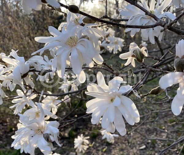 White blooms; Deciduous; Broadleaf