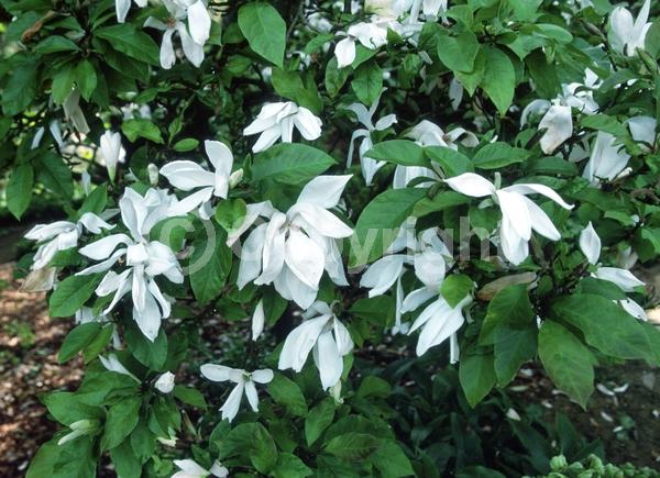 White blooms; Deciduous; Broadleaf