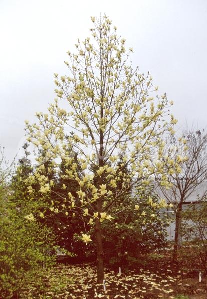 Yellow blooms