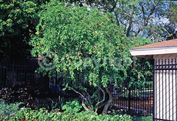 Pink blooms; Evergreen; Needles or needle-like leaf; North American Native