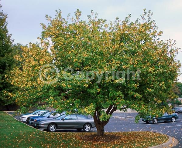 Pink blooms; Deciduous; Broadleaf