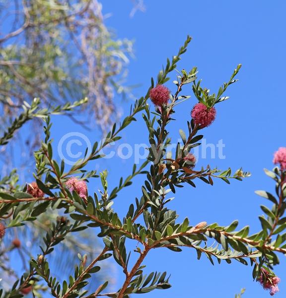 Pink blooms; Semi-evergreen