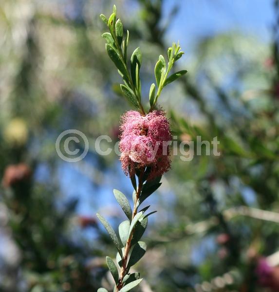 Pink blooms; Semi-evergreen