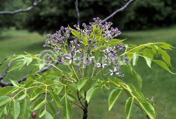 Lavender blooms; Deciduous; Broadleaf