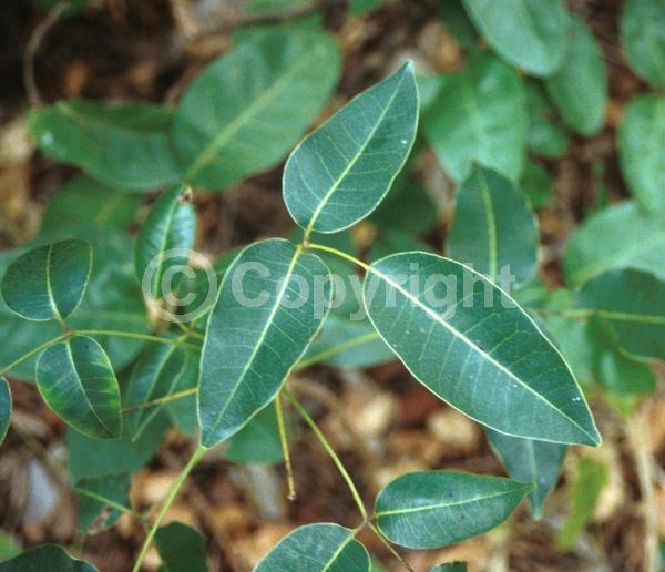 White blooms; Evergreen; North American Native