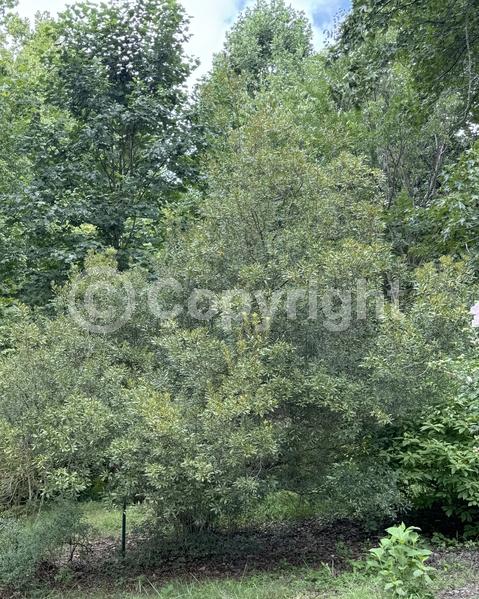 Green blooms; Evergreen; Broadleaf; North American Native