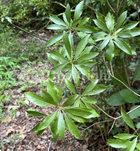 Green blooms; Evergreen; Broadleaf; North American Native