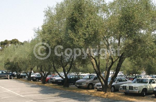 White blooms; Evergreen; Broadleaf