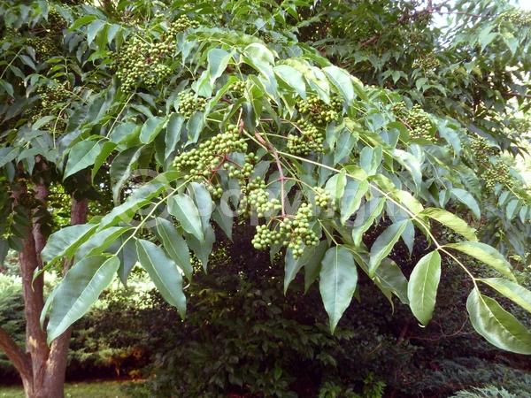 White blooms; Green blooms; Deciduous; Broadleaf