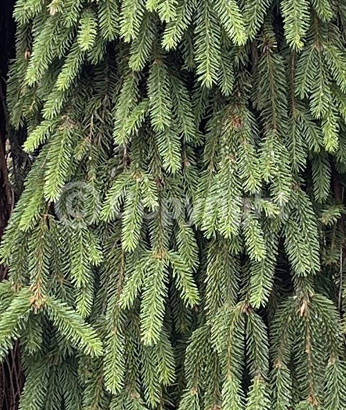 Pink blooms; Evergreen; Needles or needle-like leaf