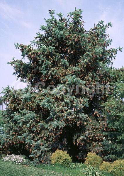 Pink blooms; Evergreen; Needles or needle-like leaf