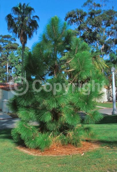 Yellow blooms; Evergreen; Needles or needle-like leaf