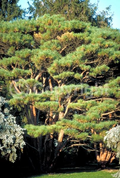 Yellow blooms; Evergreen; Needles or needle-like leaf