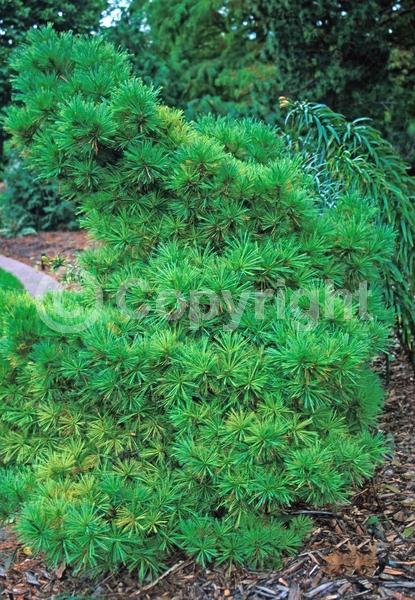 Yellow blooms; Pink blooms; Evergreen; Needles or needle-like leaf; North American Native