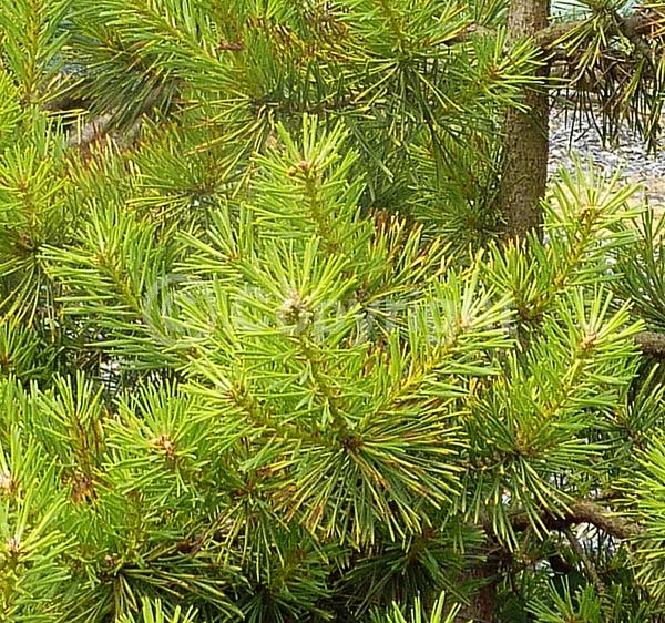 Yellow blooms; Evergreen; Needles or needle-like leaf