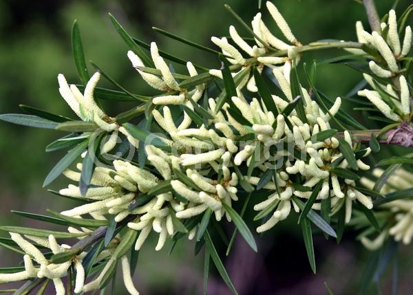 Yellow blooms; Evergreen