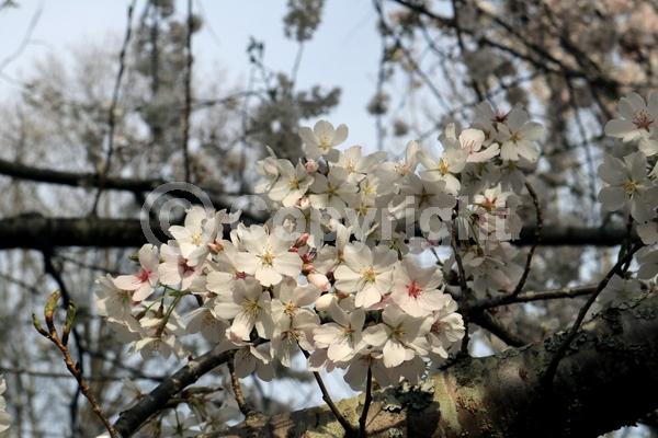 White blooms; Pink blooms; Deciduous; Broadleaf