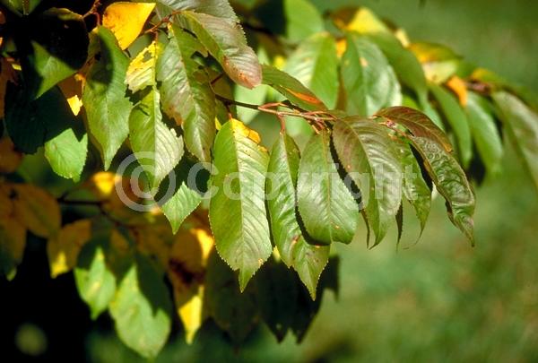 Pink blooms; Deciduous; Broadleaf