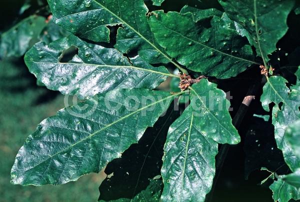 Brown blooms; Deciduous