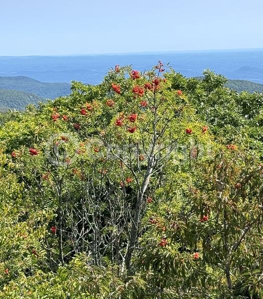 White blooms; Deciduous; Broadleaf; North American Native