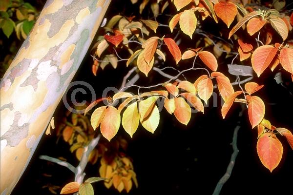 White blooms; Deciduous; Broadleaf