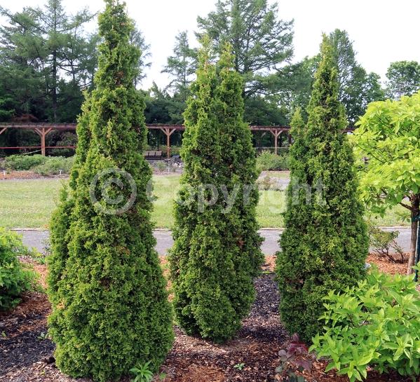 Yellow blooms; Evergreen; North American Native