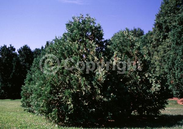 Yellow blooms; Evergreen