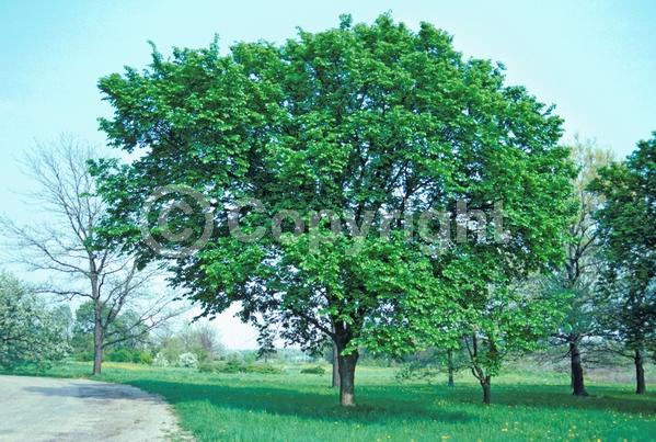 Green blooms; Deciduous; Broadleaf; North American Native