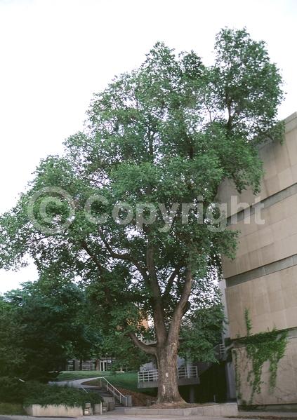 Green blooms; Deciduous; Broadleaf