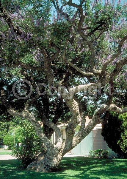 Blue blooms; White blooms; Lavender blooms; Deciduous; Broadleaf