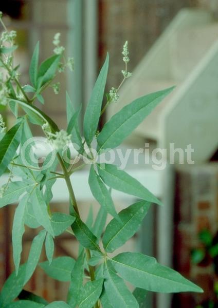 Blue blooms; White blooms; Lavender blooms; Deciduous; Broadleaf