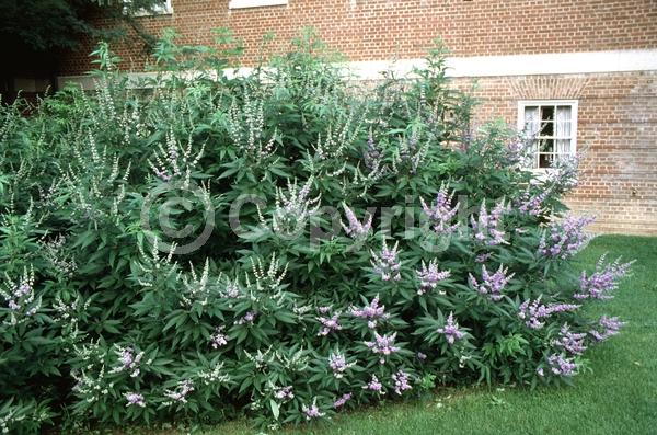 Blue blooms; White blooms; Lavender blooms; Deciduous; Broadleaf