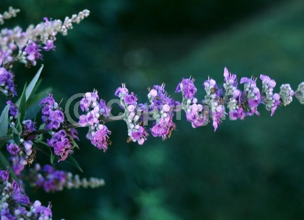 Blue blooms; White blooms; Lavender blooms; Deciduous; Broadleaf