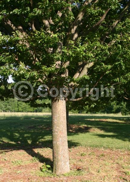 Unknown blooms; Deciduous; Broadleaf