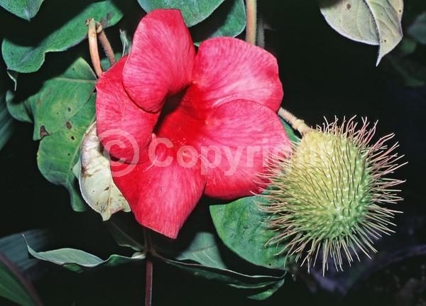 Red blooms; Evergreen; Needles or needle-like leaf