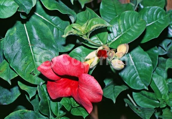 Red blooms; Evergreen; Needles or needle-like leaf