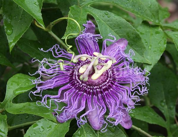 Blue blooms; Purple blooms; White blooms; Evergreen; Deciduous; Broadleaf